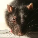 rat