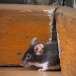 A house mouse crawling out of a wall.