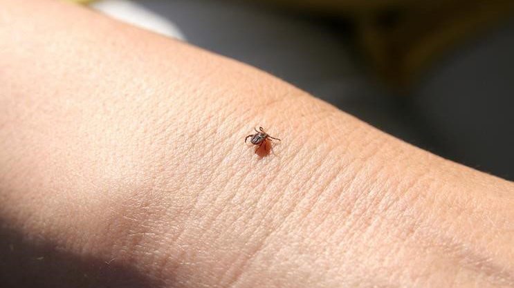 tick on skin