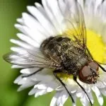 Cluster fly on daisy