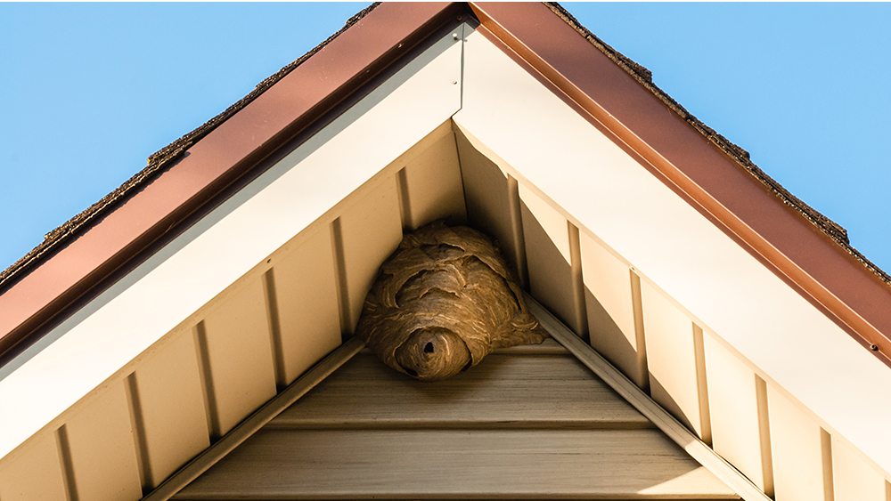 Wasp nest under an eave