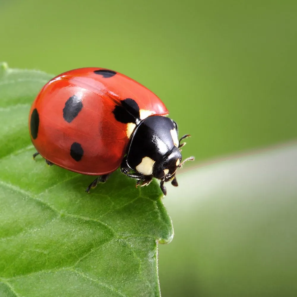 ladybug on leafladybug