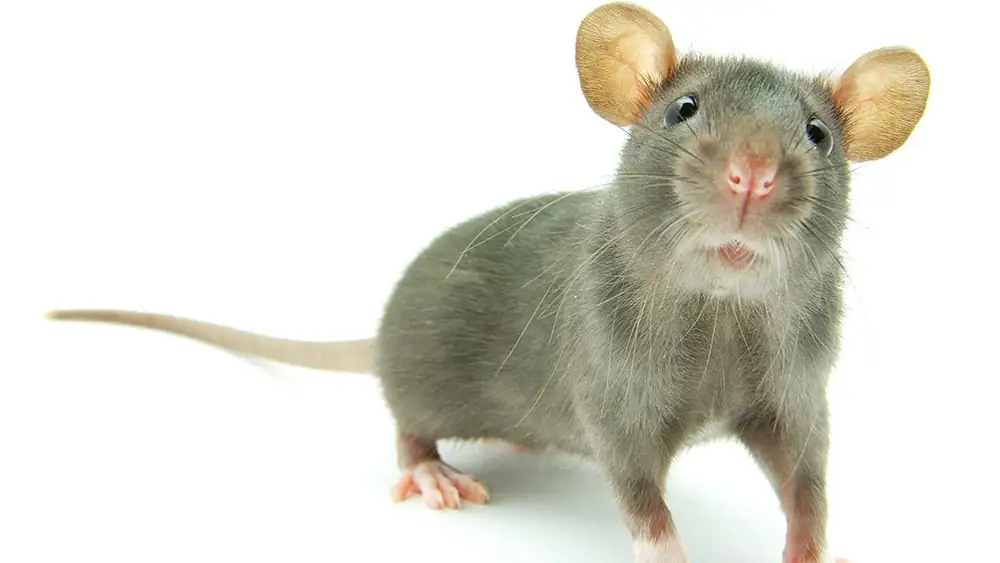 Mouse