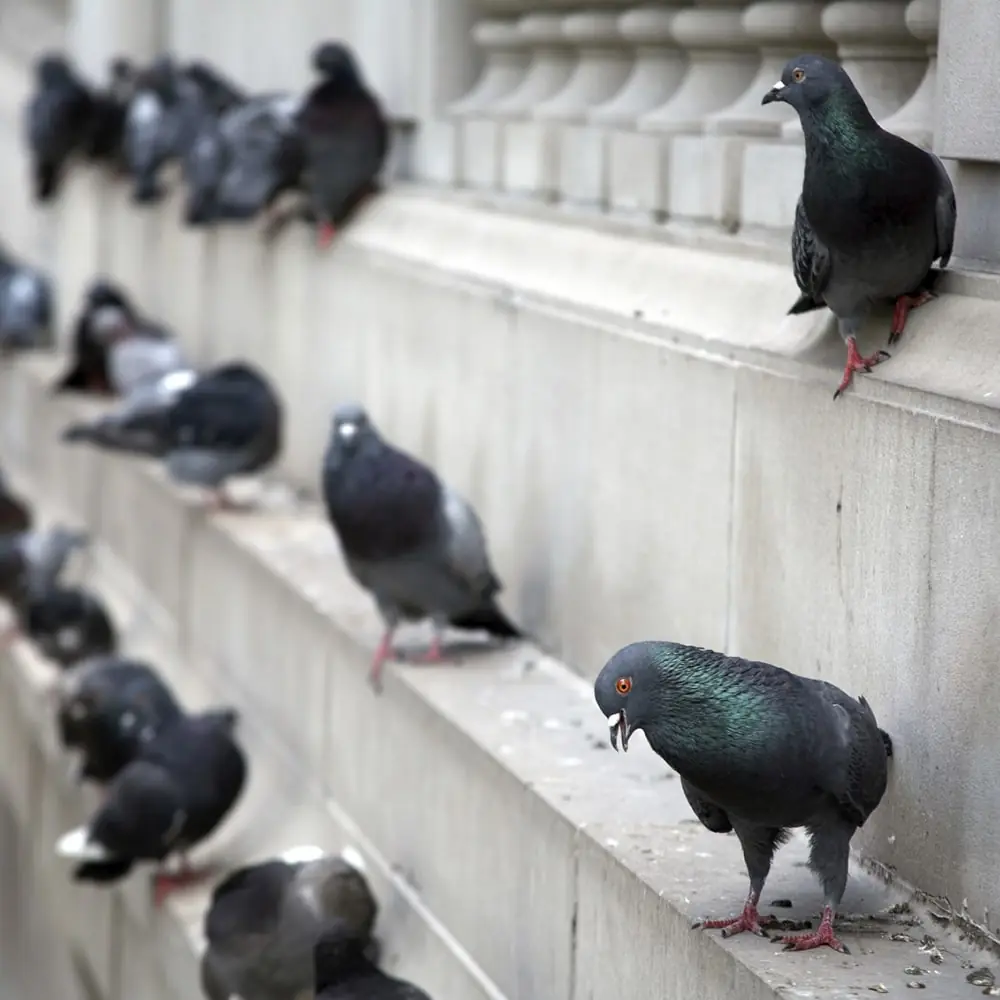 Pigeon infestation