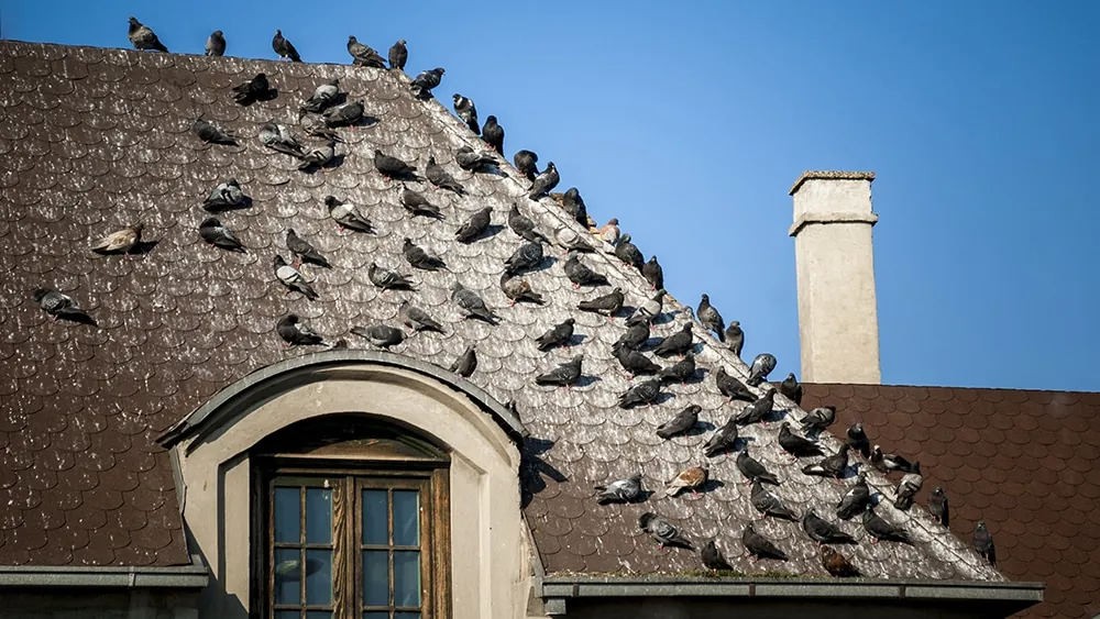 Pigeons on the roof covered with bird droppings.