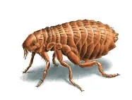 Flea
