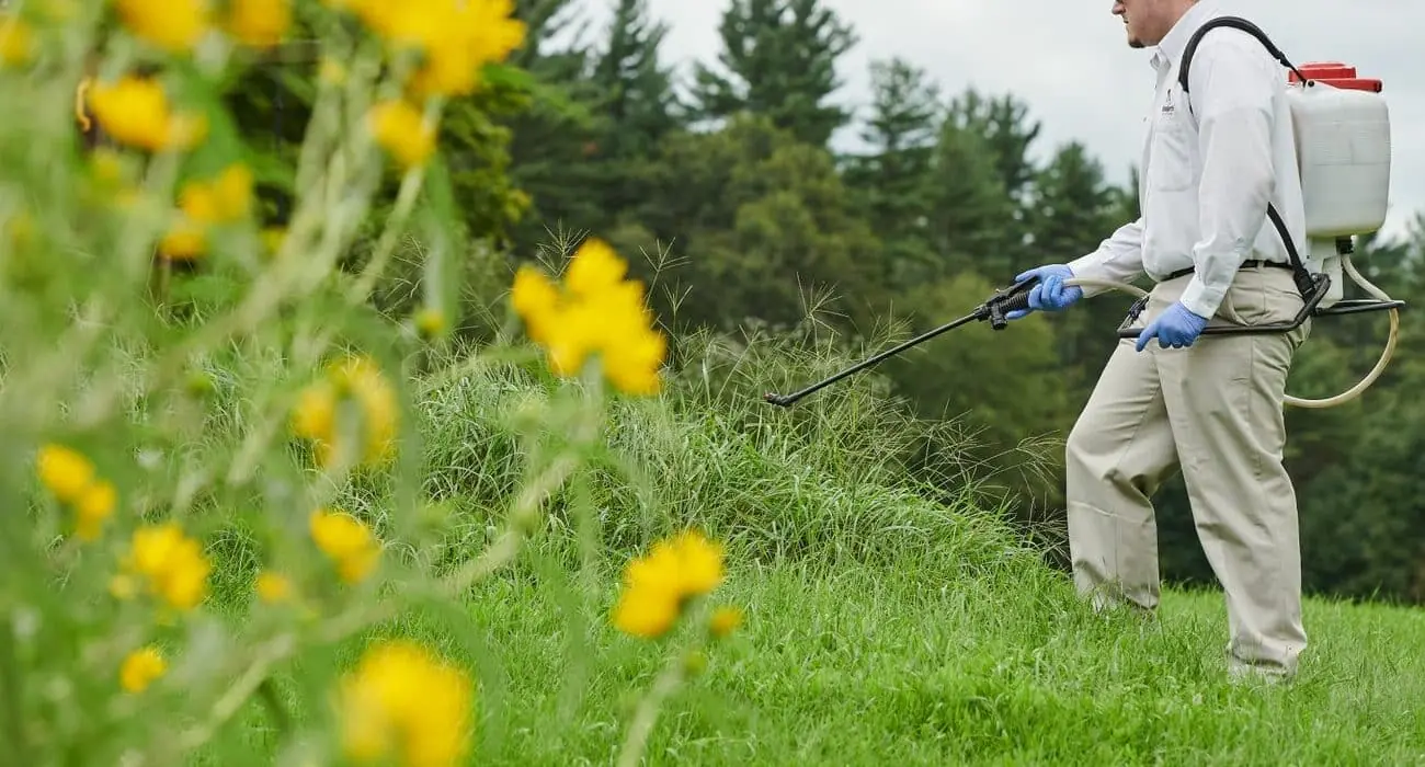 SP spraying yard with yellow flowers
