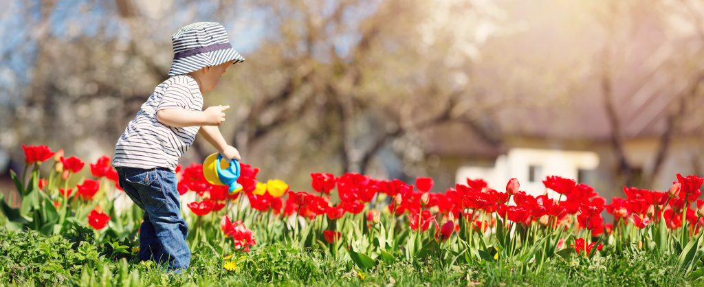 Kid watering red flowers