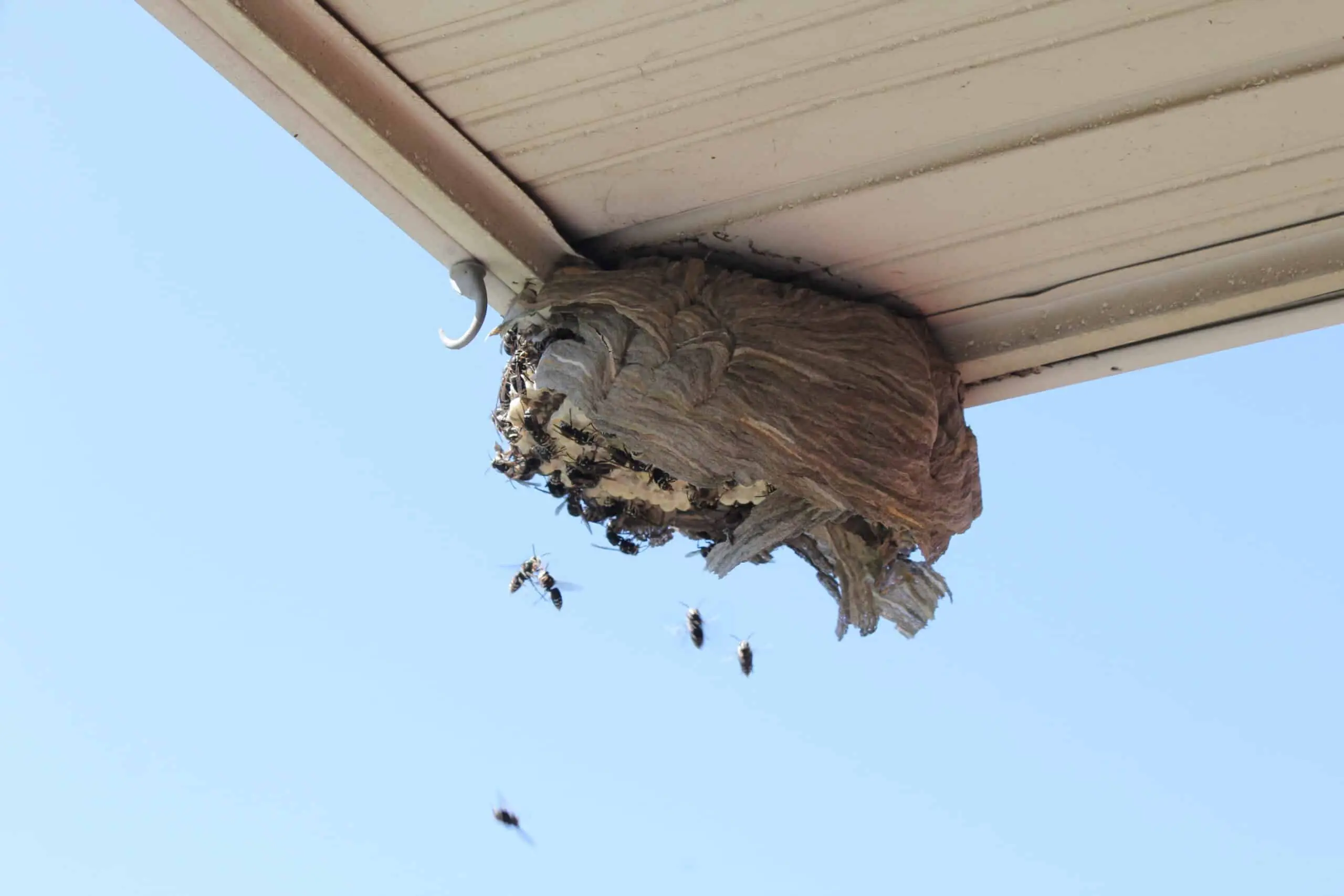 Bald-faced hornets and nest