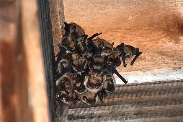 Big brown bat maternity colony.