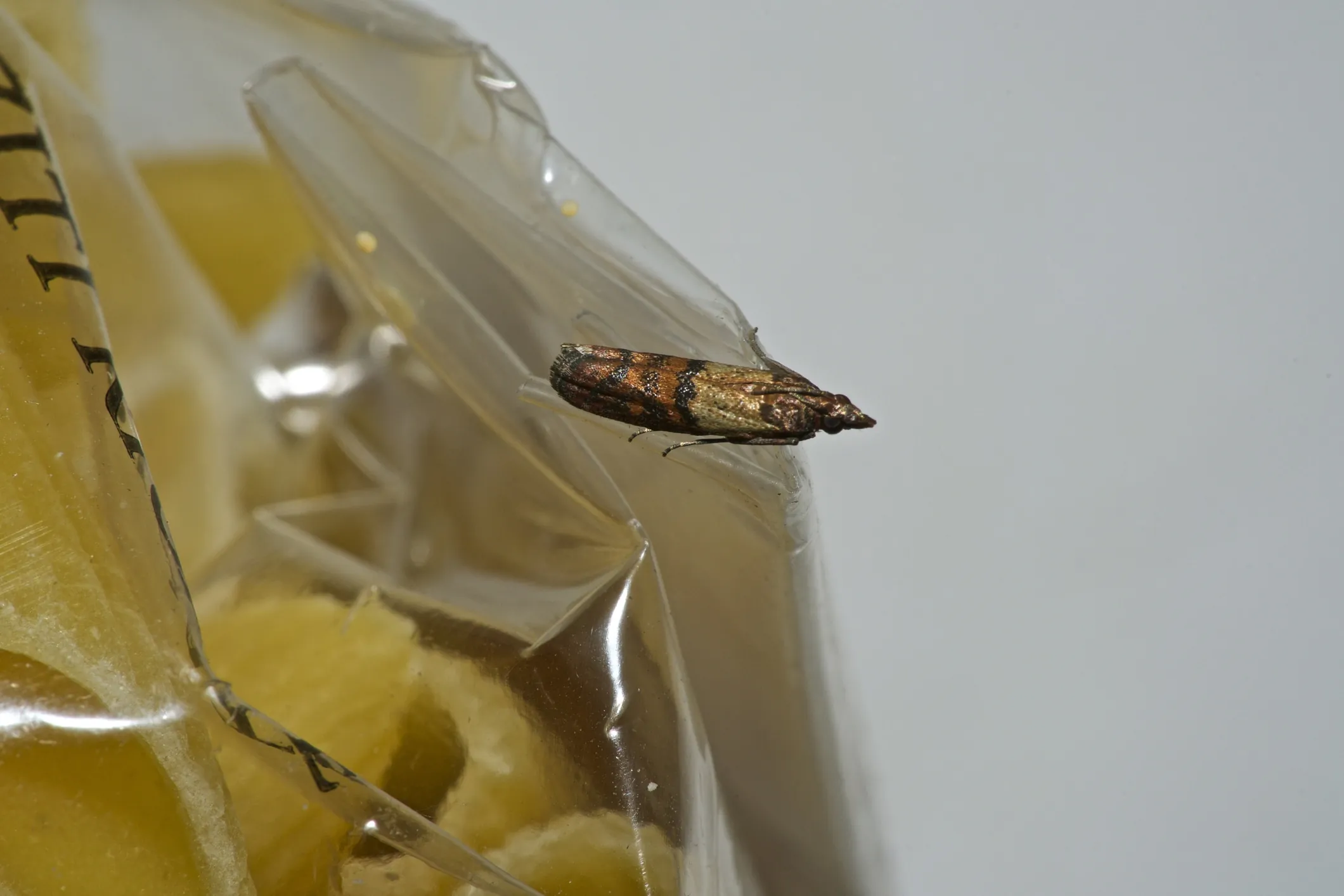 Indian meal moth