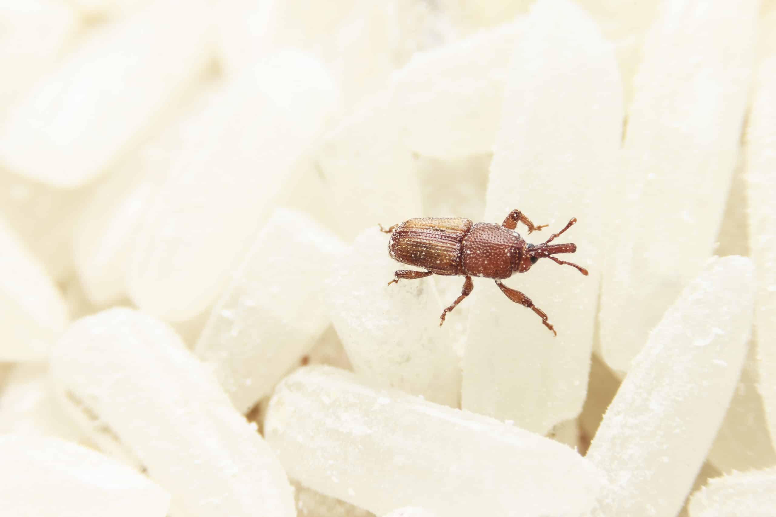 Rice weevil on rice