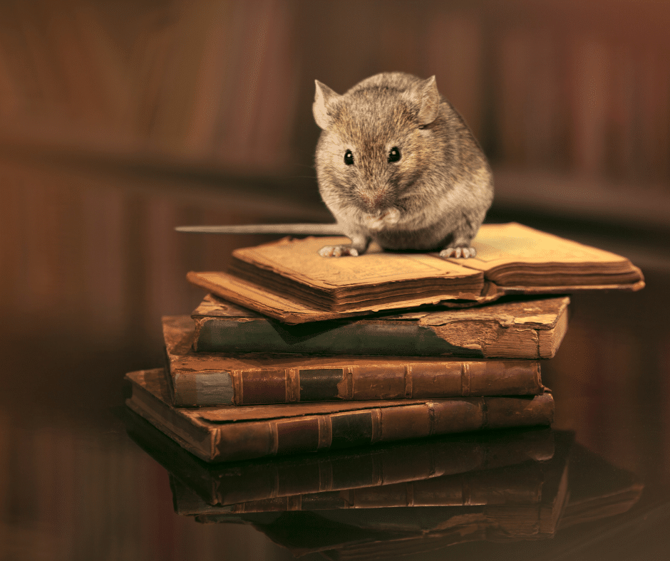 History-Mouse.png