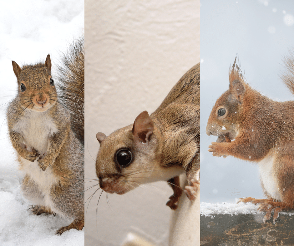 Squirrel Insect Squirrel-Proofing Your Home: Preventing Infestations Effectively ...
