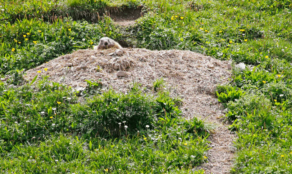 groundhog burrow in yard