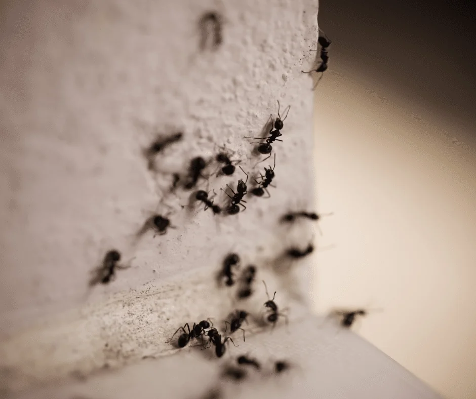 carpenter ants crawling on a home exterior