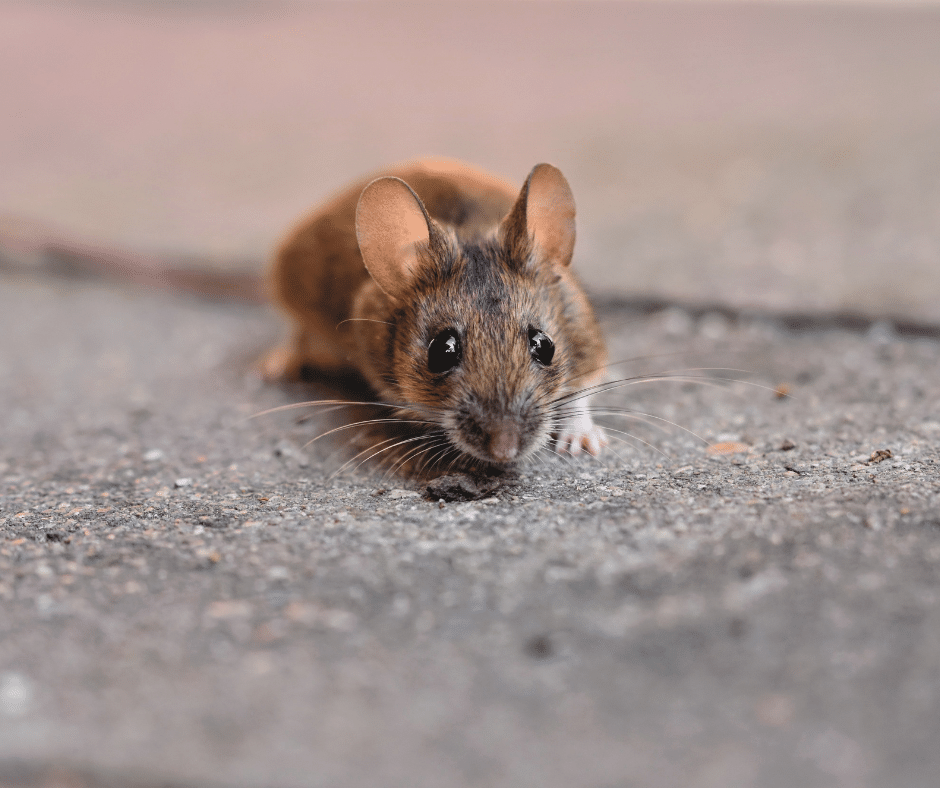 mouse control