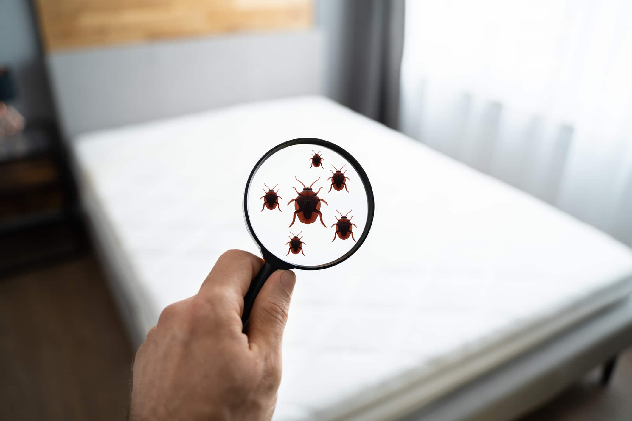 Bed Bug Treatment | Bed Bug Exterminator & Removal | Bed Bug Pest Control  in ME, MA, NH, CT & RI