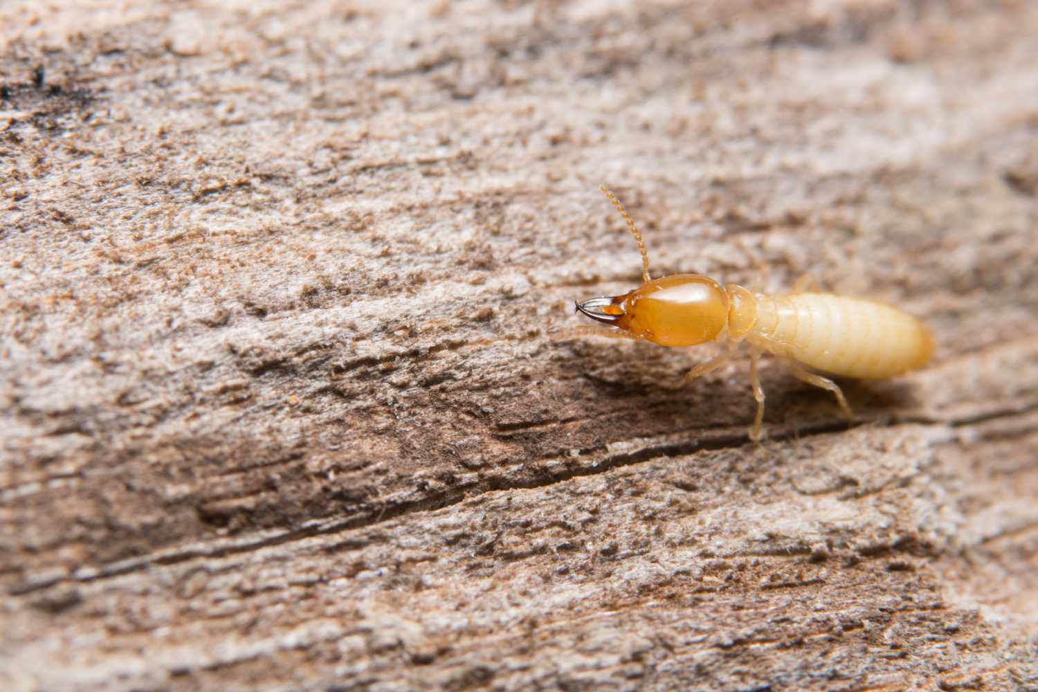 Wood-Destroying Pests | Identify Termites, Bark Beetles & Powderpost ...