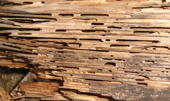 carpenter ant damage