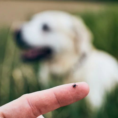 tick on pets