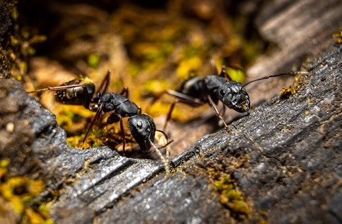 close up of carpenter ants