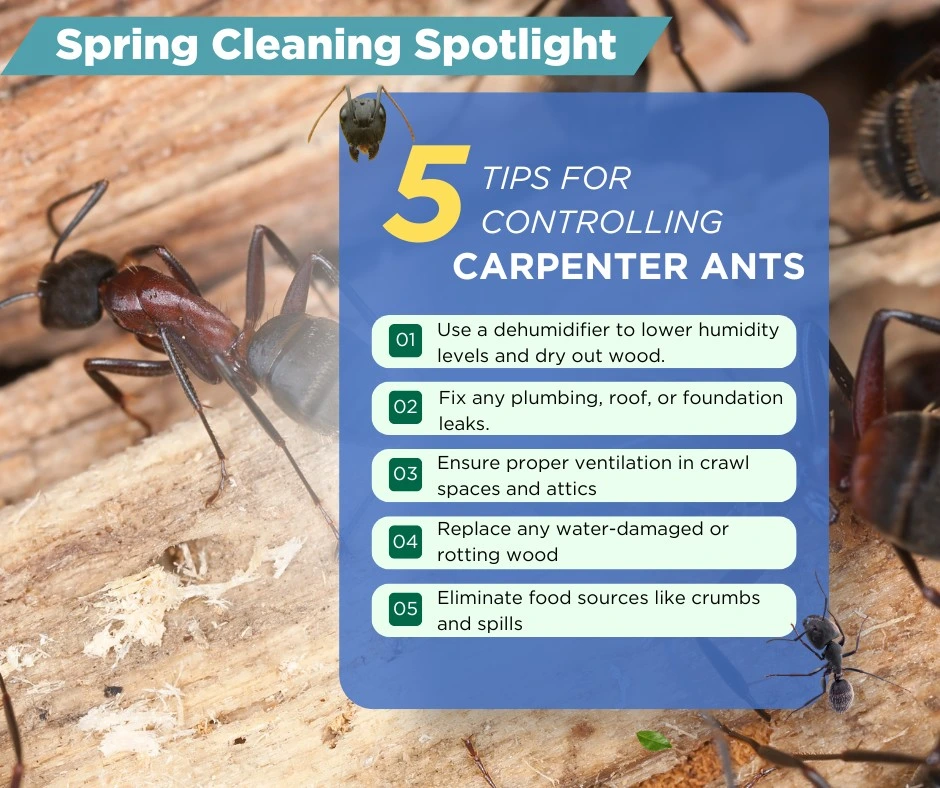 tips for controlling carpenter ants