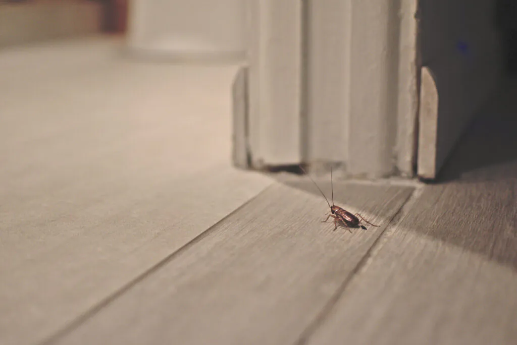 Is Tenant or Landlord Responsible for Pest Control?