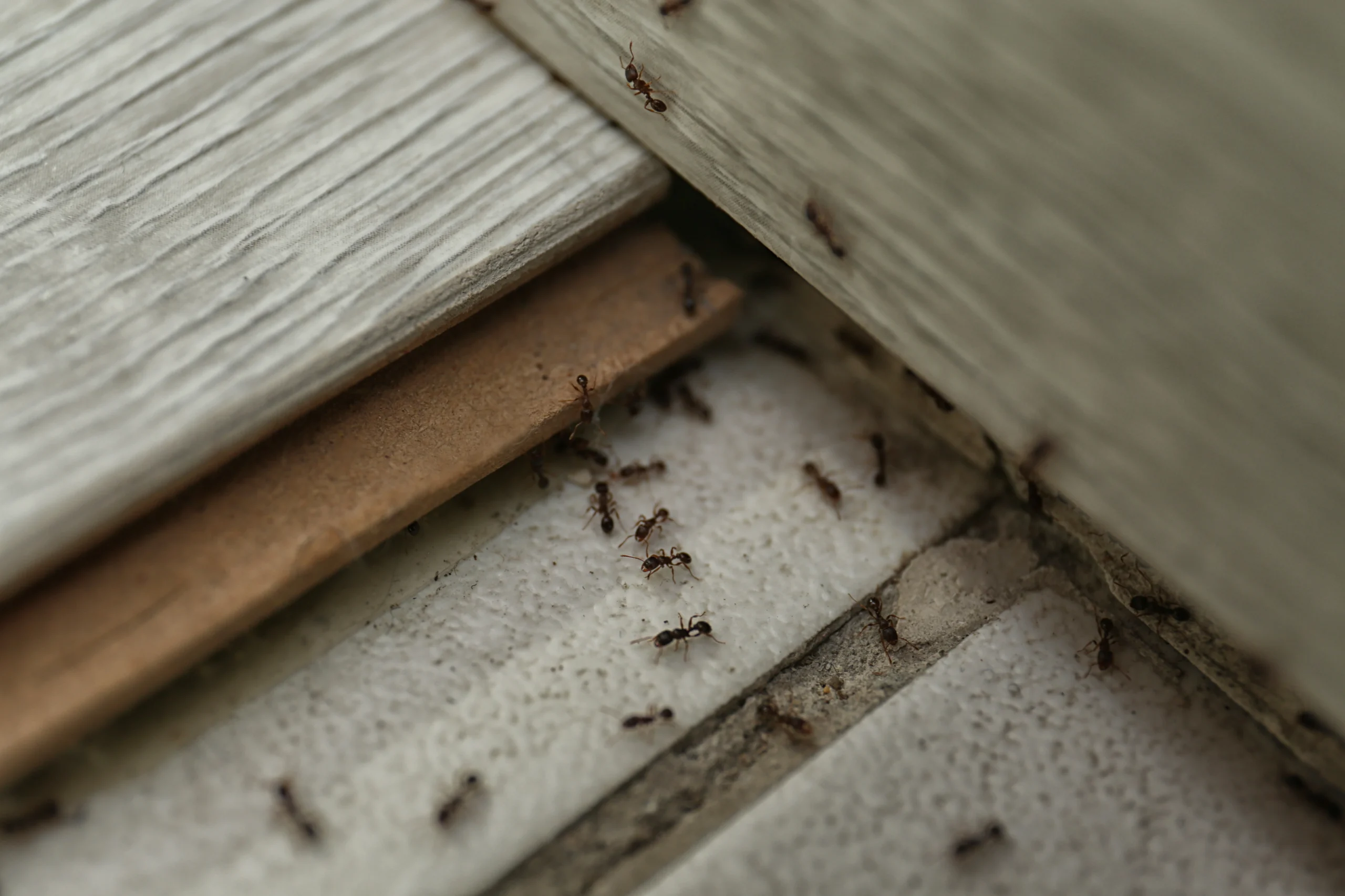 residential ant infestation