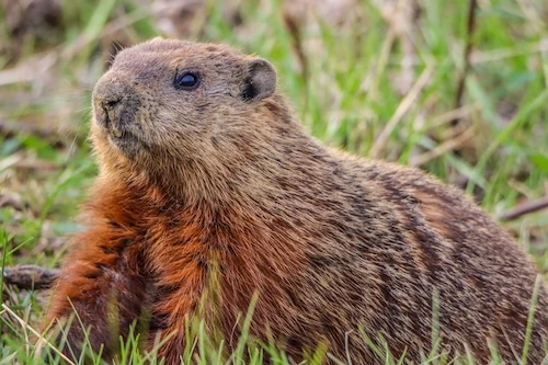 groundhog appearing in New England yard