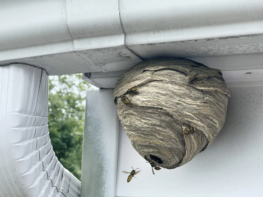 How to Get Rid of Bees and Wasps