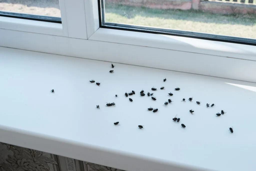 Cluster Flies vs Flesh Flies: Differences, Risks, and Prevention