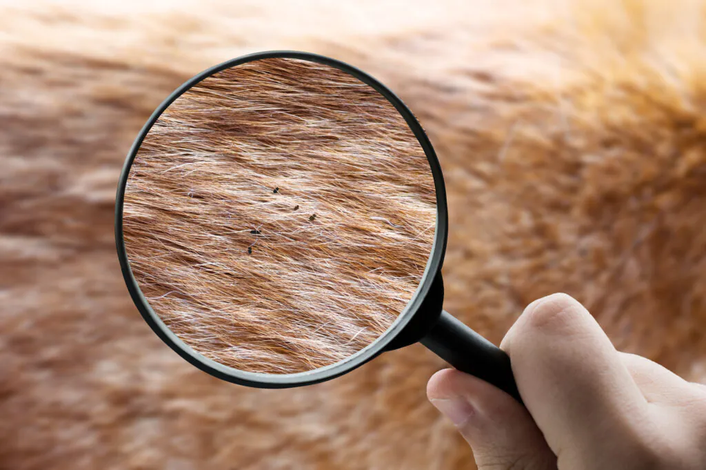 Ticks vs Fleas: What’s the Difference & How to Get Rid of Them