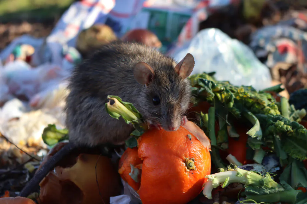 How to Keep Rats Out of Compost